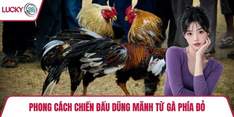 Phong cách chiến đấu dũng mãnh từ gà phía đỏ